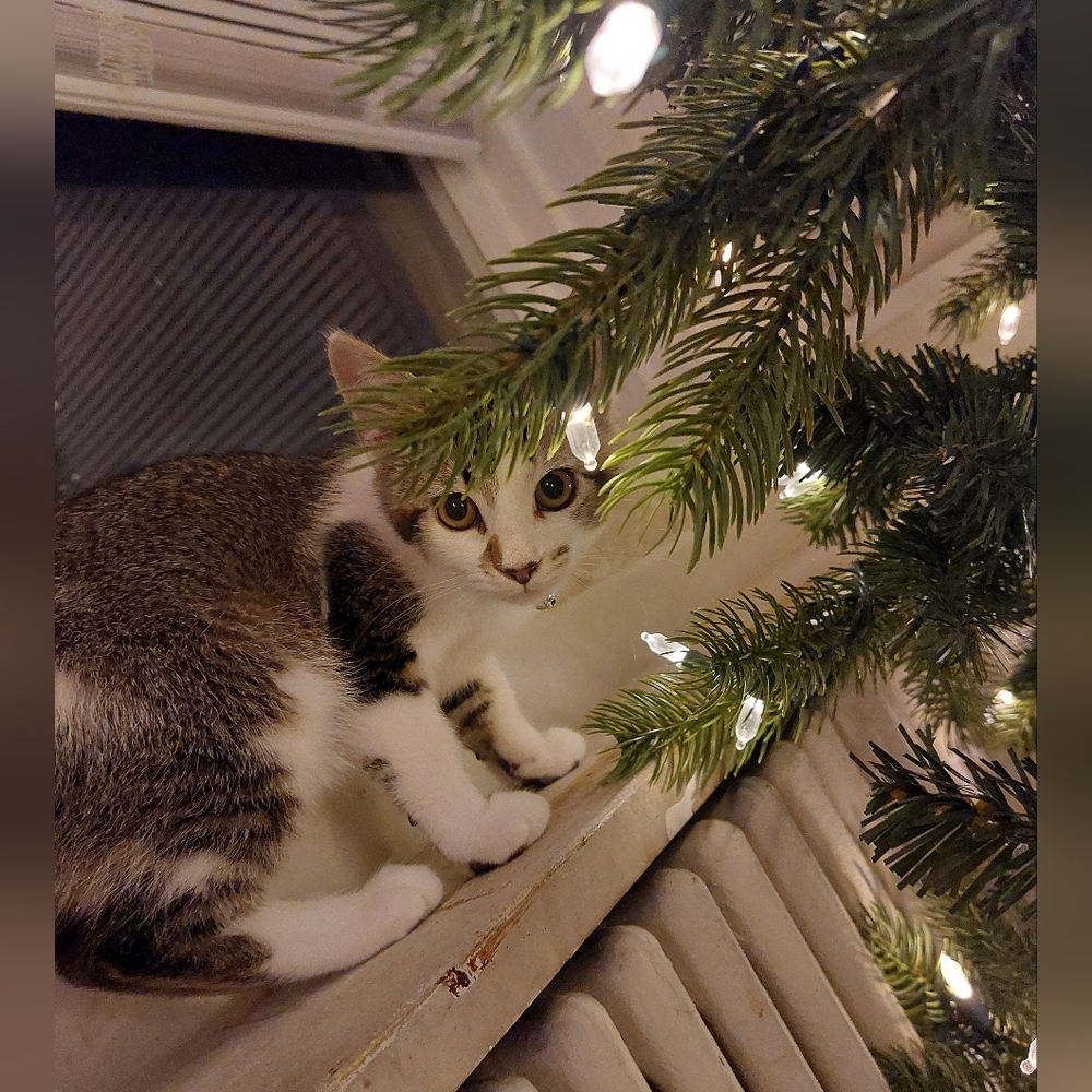 🩷Basic info and background🩷 - Picture 11 of 12